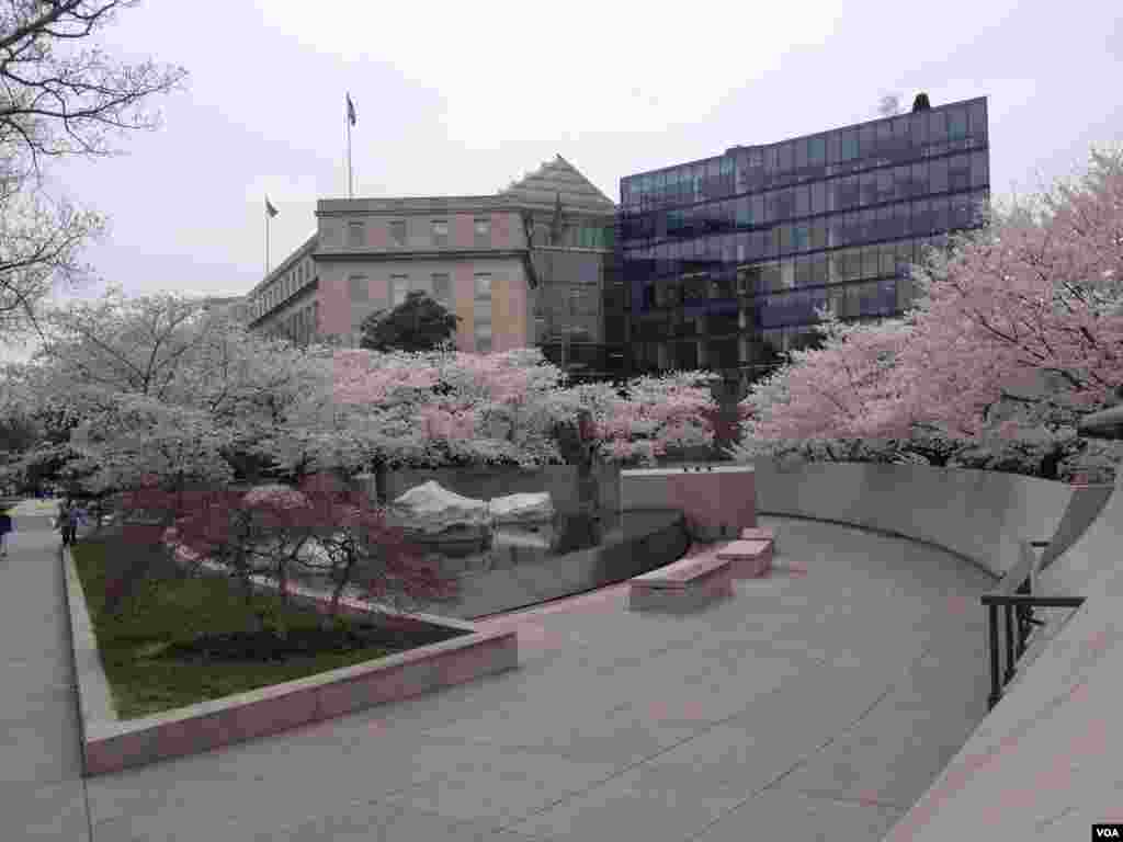 櫻花盛放日裔美國人囚禁紀念碑,令人別有感觸。（美國之音張皓程攝）