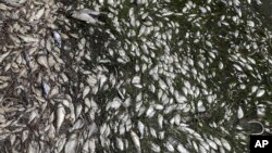 Peces muertos en Bradenton Beach, Florida, el 6 de agosto de 2018. (AP Photo/Chris O'Meara)