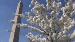 Квітки вишень зі складною історією привели до Вашингтона 700 000 туристів. Відео
