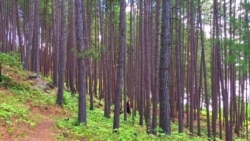 Towering pines and feathery ferns