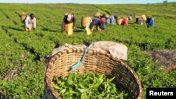 File - Workers pick tea leaves at a plantation in Nandi Hills, in Kenya's highlands region west of capital Nairobi.