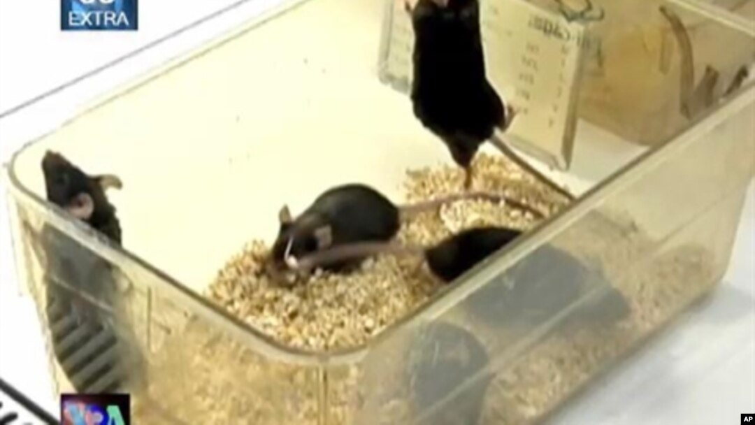 Tikus dewasa yang dipelihara dalam lingkungan bebas kuman, ternyata lebih rentan terhadap alergi, asma, dan kelainan atas sistem kekebalan tubuh lainnya (foto: dok).