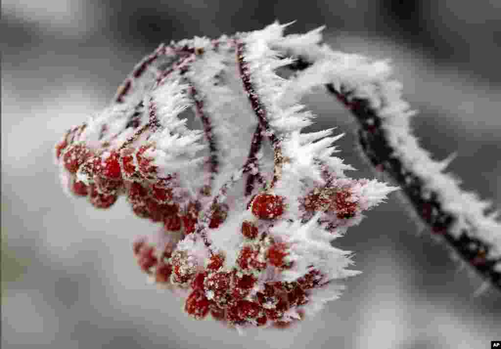 Wind-blown frost clings to berries following a snowstorm on Little Jackson Mountain, near Weld, Maine.