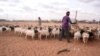 Meat for Mecca: Somaliland Exports Livestock for the Hajj