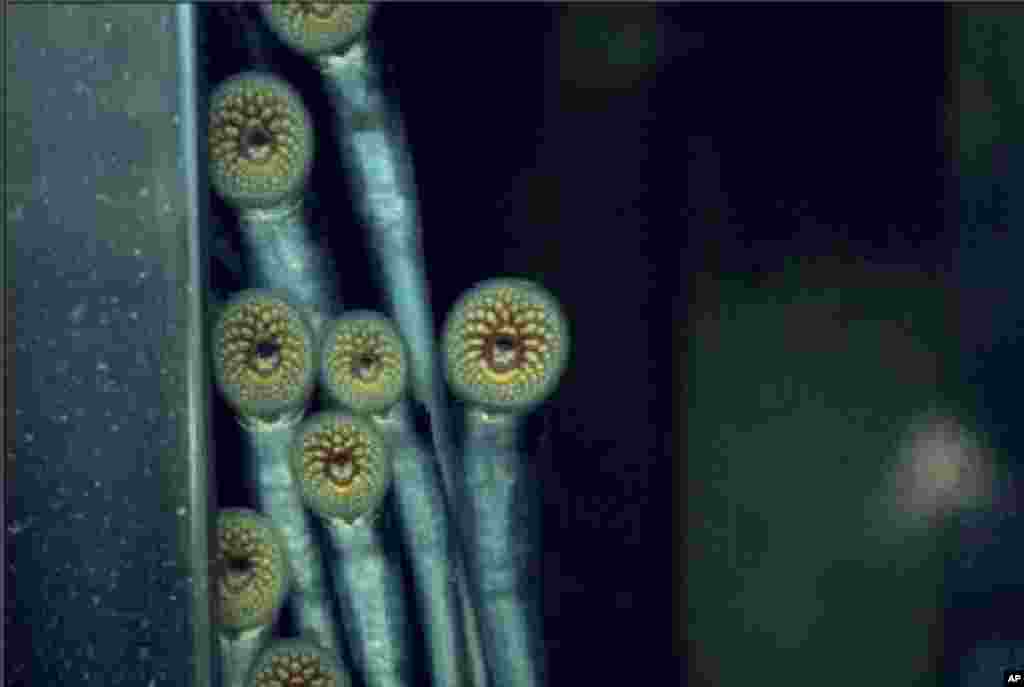 Sea lamprey mouths (Great Lakes Fishery Commission)