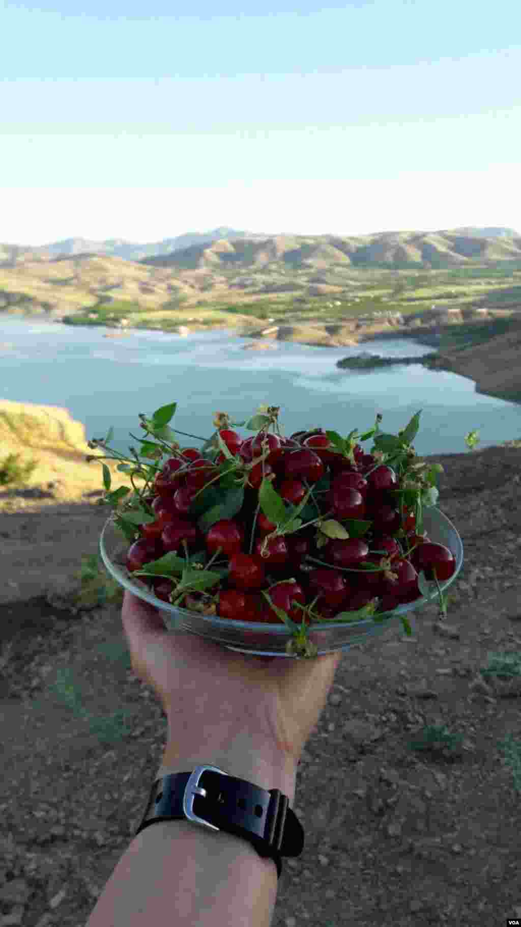 برداشت آلبالو در زمینه هم سد وحدت (قشلاق) سنندج عکس: زانیار (ارسالی شما) 