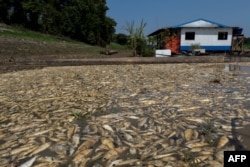 FILE - Dead fishes due to low volume of water are seen at the Lago do Piranha Sustainable Development Reserve in Manacapuru, Amazonas State, northern Brazil, on September 27, 2023. (Photo by Michael Dantas / AFP)
