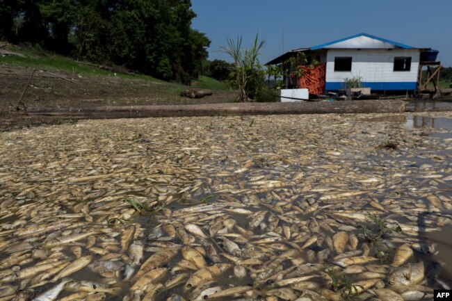 FILE - Dead fishes due to low volume of water are seen at the Lago do Piranha Sustainable Development Reserve in Manacapuru, Amazonas State, northern Brazil, on September 27, 2023. (Photo by Michael Dantas / AFP)