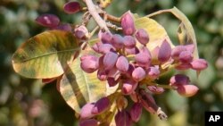 بسته‌ یه‌کێـکه‌ له‌ به‌روبوومه‌ به‌ نرخه‌کانی ناوچه‌ کوردیـیه‌کانی تورکیا‌