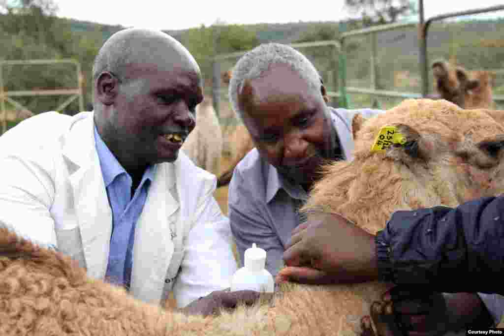 Dhakhtarka xoolaha Nicholas Karubiu (midig) iyo Maamulaha xaruunta Mpala Mr Jerimiah oo dhiig ka qaadaya Geel. (Sharon Deem, Saint Louis Zoo)