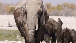 Destino de elefantes sobre la cuerda floja