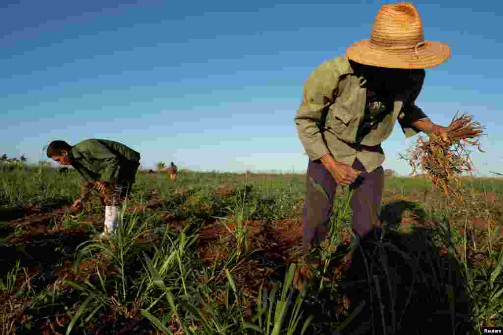 Aunque muchos trataron de proteger cultivos antes de la tormenta, muchas siembras se estropearon sin remedios. Ante la escasez de insumos y la crisis energética que afecta a toda Cuba, reemplazar lo que se perdió representa un gran problema.