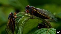 Adult cicadas rest on a plant, May 17, 2021, at Woodend Sanctuary and Mansion, in Chevy Chase, Md.