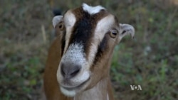 Cemetery Goats Used As Greener Weed Whackers
