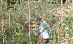 A farmer in Bir Salah checks acacias, hardy plants which produce gum arabic. (Lisa Bryant/VOA)
