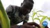 Kenyan Farmers Hit by Worst Locust Swarms in 70 Years 