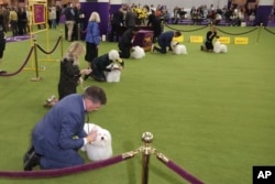 Coton de Tulear dogs are groomed during judging astatine  the 149th Westminster Kennel Club canine  show, Feb. 10, 2025, successful  New York.