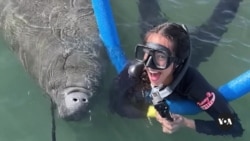  Manatees fight for survival