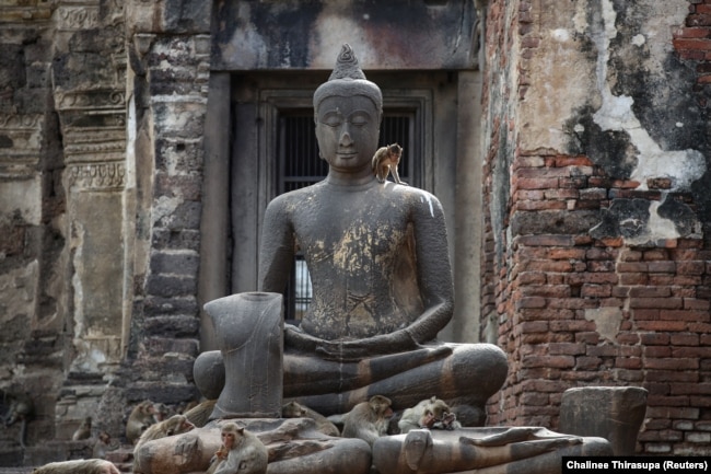 FILE - Long-tailed macaques are seen at Phra Prang Sam Yot temple, as officials start capturing monkeys in Lopburi, Thailand, June 5, 2024. ( REUTERS/Chalinee Thirasupa)