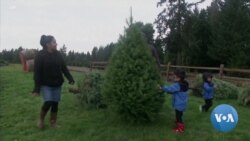 Christmas Tree Farmers Urge Americans to Buy Real Trees