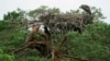 Belarusian ornithologist Vladimir Ivanovski, 73, climbs a tree to monitor a nest of osprey chicks at the Republican reserve &quot;Koziansky&quot; near the remote village of Kaziany.