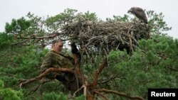 Belarusian ornithologist Vladimir Ivanovski, 73, climbs a tree to monitor a nest of osprey chicks at the Republican reserve &quot;Koziansky&quot; near the remote village of Kaziany.