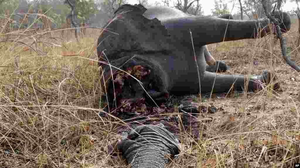 Un éléphant tué par des braconniers au Cameroun. 