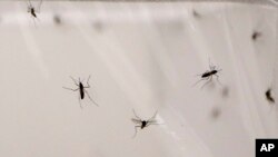 FILE - Mosquitoes live inside a stock cage in a mosquito laboratory in London, May 30, 2013. 