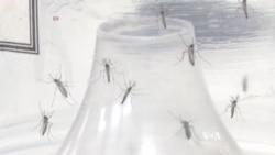 Type of Mosquito that Carries Zika Virus Found in Washington, DC