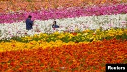 Pasangan suami istri mengambil foto di tengah kebun bunga Carlsbad, California, saat kembali dibuka untuk umum tahun ini (foto: Reuters).