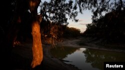 A gum tree glows as the sun sets over what is left of the Darling River in Menindee, Australia, Sept. 29, 2019. Reduced to a string of stagnant mustard-colored pools, fouled with pesticide runoff and rotting carcasses, the river is running dry.