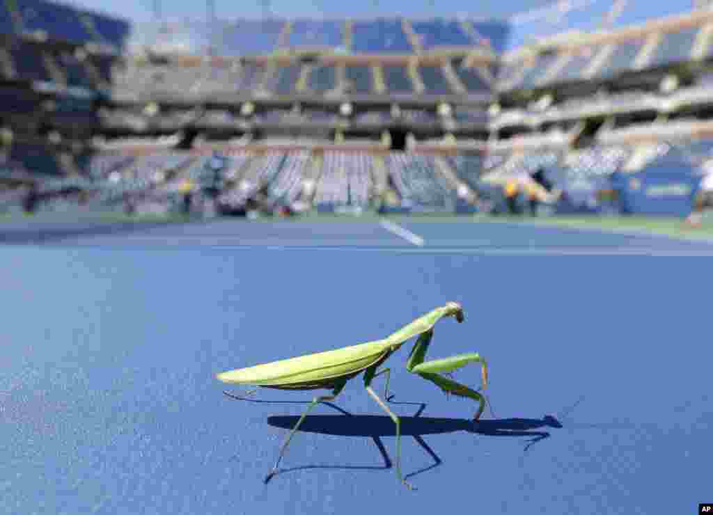 Seekor belalang dalam posisi menyembah terlihat di lapangan tenis Stadion Arthur Ashe di tengah-tengah sesi latihan sebelum partai-partai semifinal US Open 2013 di New York.