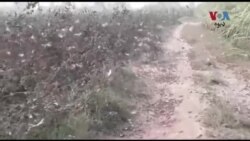 په بلوچستان ایالت کې ملخانو ولاړ فصلونه تباه کړي