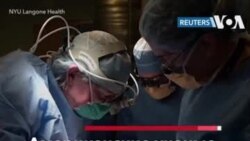 Почка свиньи для спасения человека