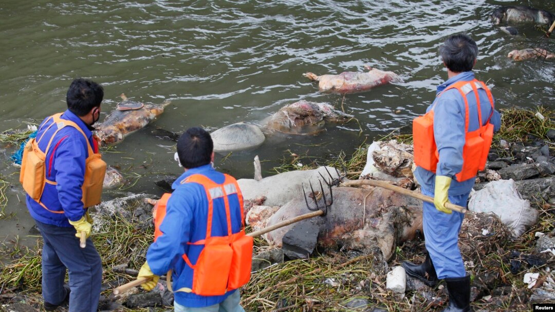 Cleaning workers retrieve the carcasses of pigs from a branch of Huangpu River in Shanghai, March 10, 2013. 