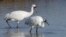 A pair of whooping cranes walking in the water at the Aransas National Wildlife Refuge near Rockport, Texas. Scientists are using fake eggs to spy on whooping cranes in hopes of learning why some chicks die in the egg, while others hatch.