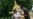 Royal Palace Among Places Pokemon Shouldn't Go in Thailand