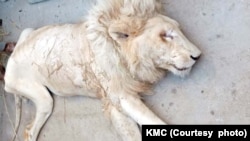 د کراچۍ په ژوبڼ کې ازمری