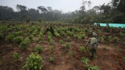 Colombia: Fumigación coca