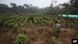 Soldados arrancan arbustos de coca una operación de erradicación manual en San José del Guaviare, Colombia, el viernes 22 de marzo de 2019. Colombia anunció el jueves 15 de agosto la captura de uno de los líderes de la más importante agrupación de narcotráfico del país.