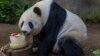 San Diego Zoo Giant Panda Turns 24