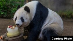 Bai Yun, a giant panda at the San Diego Zoo, celebrated her 24th birthday with a tasty slushy cake made with applesauce and filled with chunks of apples, carrots, and yams, Sept. 7, 2015. (Courtesy of San Diego Zoo)