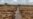To Fight Hunger, Somali Farmers Turn to Ugandan Roots