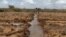 FILE - A farmer works in an irrigated field near the village of Botor, Somaliland.