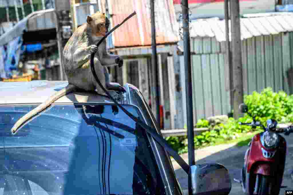 بندروں کا پرتشدد رویہ دیکھتے ہوئے حکومت اب ان کی آبادی روکنے کی مہم چلا رہی ہے جس کے تحت بندروں کی نس بندی کی جا رہی ہے۔