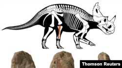 Fossilised leg bone with malignant bone cancer of the Cretaceous Period horned dinosaur Centrosaurus apertus