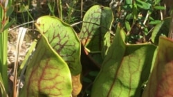 Quiz - Researchers Discover Meat-Eating Plant in Canada