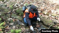 Petugas Surveilans Dinas Kesehatan Kabupaten Poso, Sulawesi Tengah mengambil sampel keong Oncomelania untuk diteliti bila positif mengandung Serkaria cacing Schistosoma, di salah satu lokasi fokus Keong di Tomehipi Lore Barat, Kabupaten Poso. (Foto: Dinas