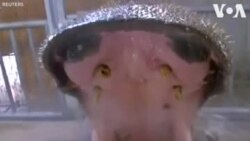 Պրահայի կենդանաբանական այգու գետաձիերը