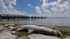 Devastating Toxic Algae Bloom Plagues Florida's Gulf Coast